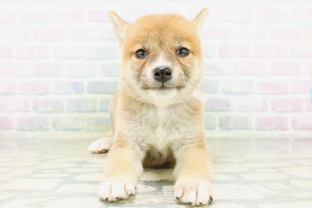 柴犬