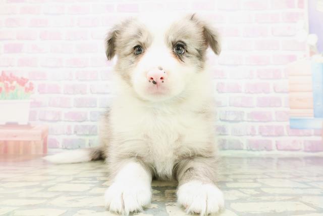長野県のボーダーコリー (Coo&RIKU長野店/2026年6月20日生まれ/男の子/ブルーマール)の子犬の1枚目の画像