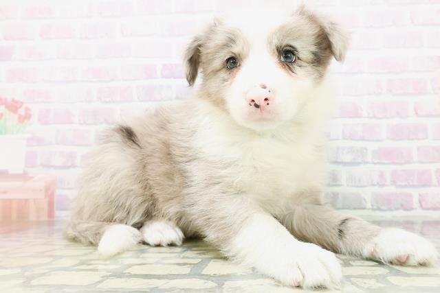 長野県のボーダーコリー (Coo&RIKU長野店/2026年6月20日生まれ/男の子/ブルーマール)の子犬の3枚目の画像