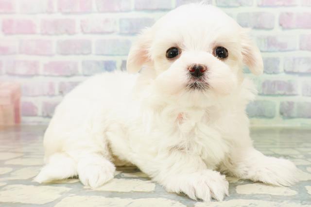 北海道のマルチーズ (Coo&RIKU札幌東店/2026年6月27日生まれ/女の子/ホワイト)の子犬の3枚目の画像