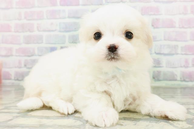 宮城県のマルチーズ (Coo&RIKU石巻店/2026年6月27日生まれ/男の子/ホワイト)の子犬の3枚目の画像