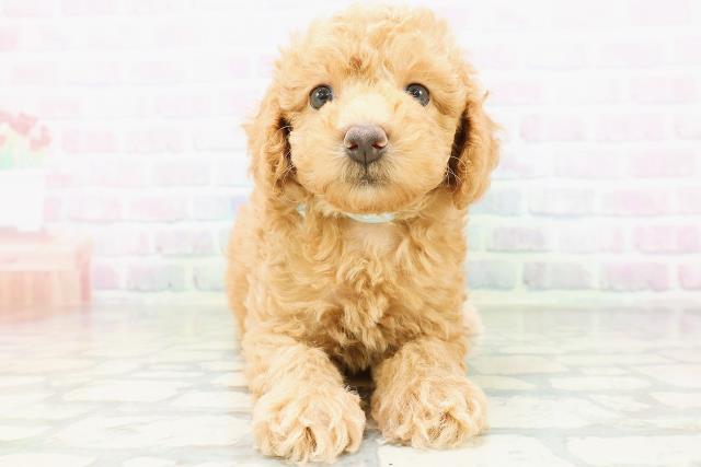 北海道のトイプードル(トイ) (Coo&RIKU旭川店/2026年6月25日生まれ/男の子/アプリコット)の子犬の1枚目の画像