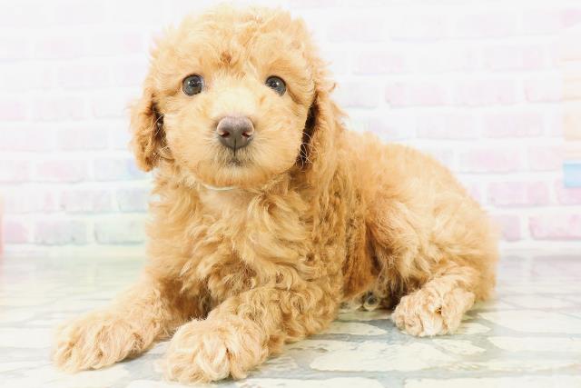 北海道のトイプードル(トイ) (Coo&RIKU旭川店/2026年6月25日生まれ/男の子/アプリコット)の子犬の2枚目の画像