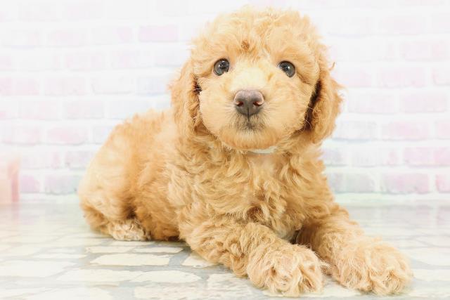北海道のトイプードル(トイ) (Coo&RIKU旭川店/2026年6月25日生まれ/男の子/アプリコット)の子犬の3枚目の画像