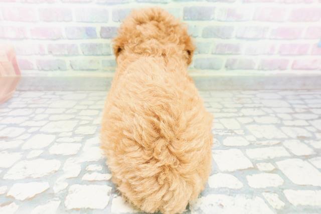 北海道のトイプードル(トイ) (Coo&RIKU旭川店/2026年6月25日生まれ/男の子/アプリコット)の子犬の4枚目の画像