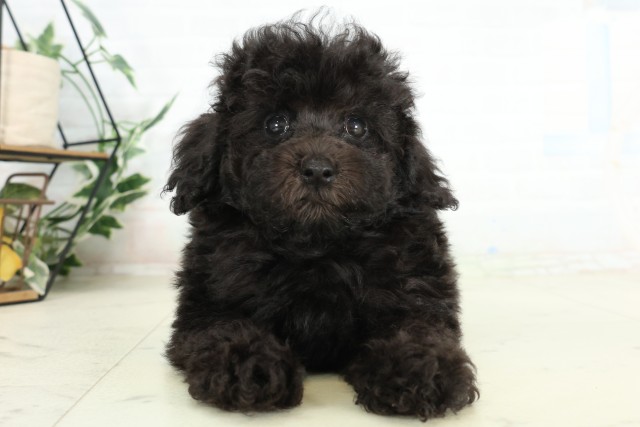 広島県のトイプードル(トイ) (Coo&RIKU東広島店/2026年6月26日生まれ/男の子/ブラック)の子犬の1枚目の画像