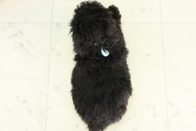 広島県のトイプードル(トイ) (Coo&RIKU東広島店/2026年6月26日生まれ/男の子/ブラック)の子犬の4枚目の画像