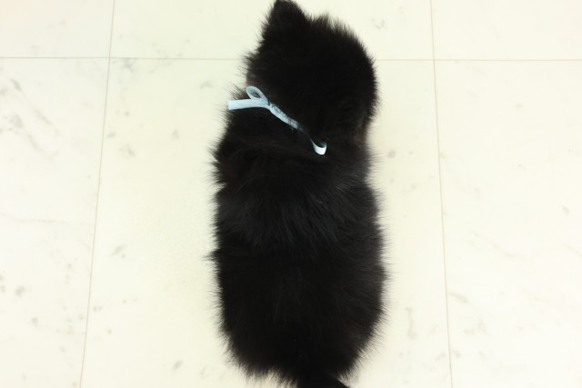 佐賀県のポメラニアン (Coo&RIKU佐賀神埼店/2026年6月27日生まれ/男の子/パーティーカラー)の子犬の4枚目の画像