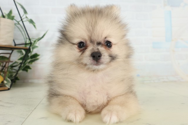 千葉県のポメラニアン (Coo&RIKU八街店/2026年6月27日生まれ/男の子/オレンジマール)の子犬の1枚目の画像