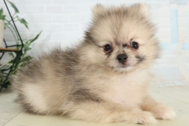 千葉県のポメラニアン (Coo&RIKU八街店/2026年6月27日生まれ/男の子/オレンジマール)の子犬の2枚目の画像