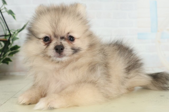 千葉県のポメラニアン (Coo&RIKU八街店/2026年6月27日生まれ/男の子/オレンジマール)の子犬の3枚目の画像