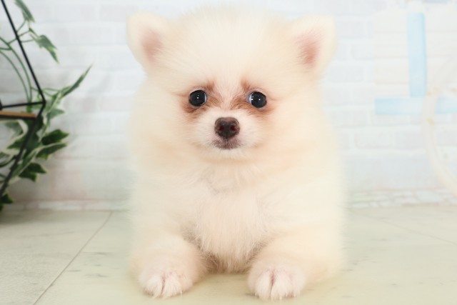 山口県のポメラニアン (Coo&RIKUサンパークあじす店/2026年6月28日生まれ/女の子/クリーム)の子犬の1枚目の画像