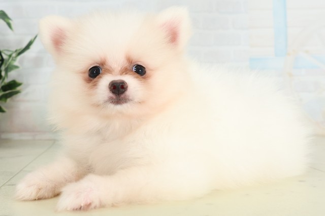 山口県のポメラニアン (Coo&RIKUサンパークあじす店/2026年6月28日生まれ/女の子/クリーム)の子犬の3枚目の画像