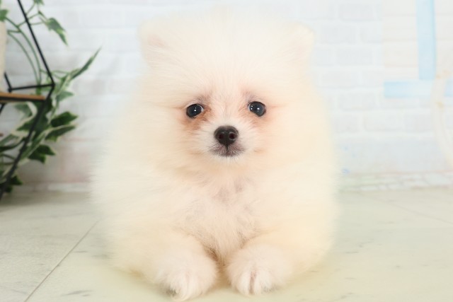 広島県のポメラニアン (Coo&RIKU広島北店/2026年6月28日生まれ/女の子/クリーム)の子犬の1枚目の画像
