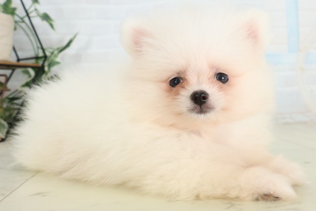 広島県のポメラニアン (Coo&RIKU広島北店/2026年6月28日生まれ/女の子/クリーム)の子犬の2枚目の画像
