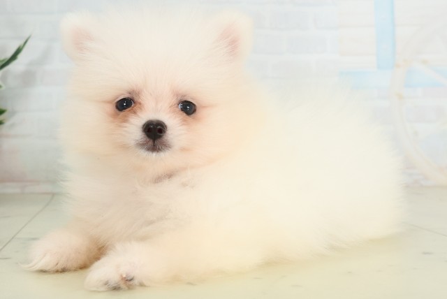 広島県のポメラニアン (Coo&RIKU広島北店/2026年6月28日生まれ/女の子/クリーム)の子犬の3枚目の画像