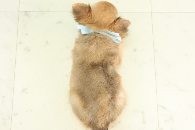 高知県のチワワ(ロング) (Coo&RIKU高知御座店/2026年6月22日生まれ/男の子/フォーン)の子犬の4枚目の画像