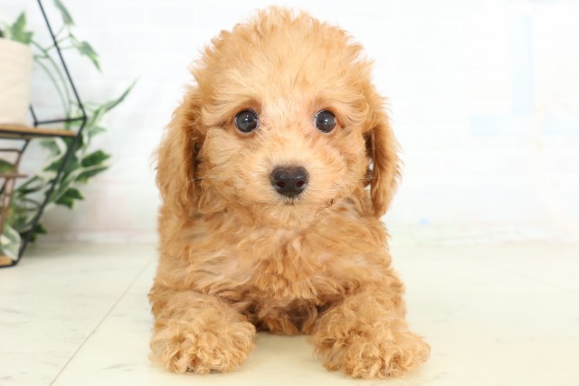 千葉県のトイプードル(トイ) (Coo&RIKU東金店/2026年6月27日生まれ/男の子/アプリコット)の子犬の1枚目の画像