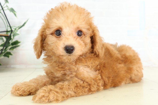 千葉県のトイプードル(トイ) (Coo&RIKU東金店/2026年6月27日生まれ/男の子/アプリコット)の子犬の3枚目の画像