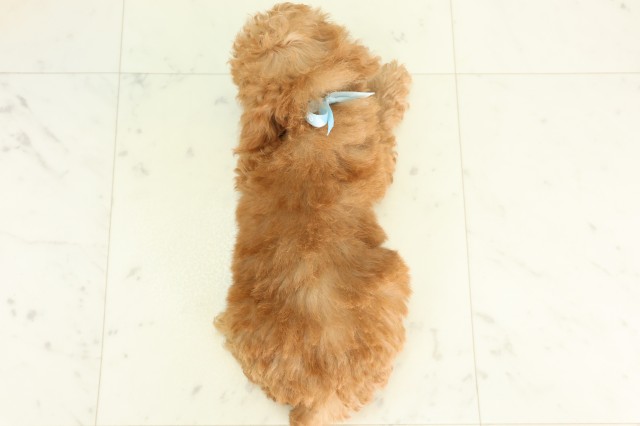 千葉県のトイプードル(トイ) (Coo&RIKU東金店/2026年6月27日生まれ/男の子/アプリコット)の子犬の4枚目の画像
