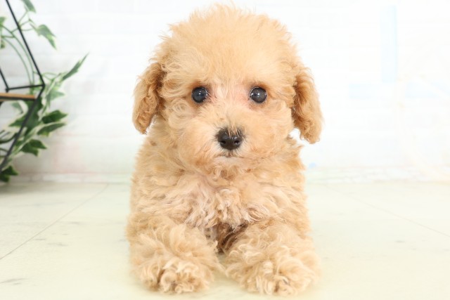 千葉県のトイプードル(トイ) (Coo&RIKU東船橋店/2026年6月27日生まれ/女の子/クリーム)の子犬の1枚目の画像