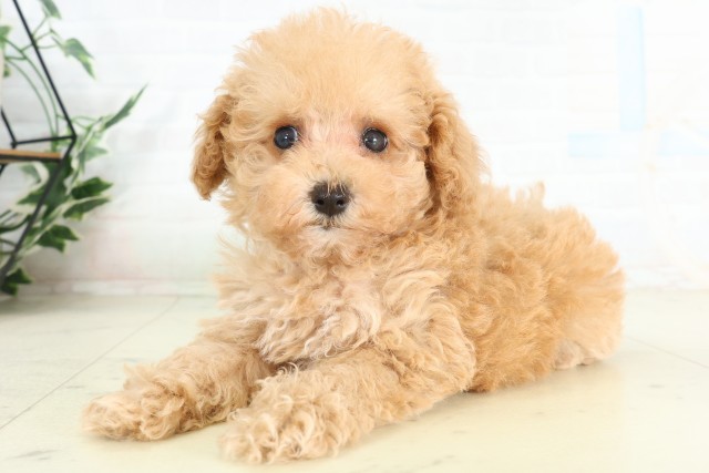 千葉県のトイプードル(トイ) (Coo&RIKU東船橋店/2026年6月27日生まれ/女の子/クリーム)の子犬の3枚目の画像