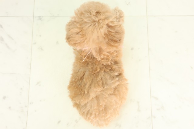 千葉県のトイプードル(トイ) (Coo&RIKU東船橋店/2026年6月27日生まれ/女の子/クリーム)の子犬の4枚目の画像