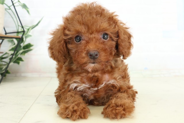 トイ・プードル