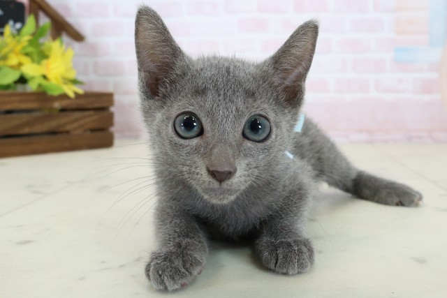 千葉県のロシアンブルー (Coo&RIKU八街店/2026年6月13日生まれ/男の子/ブルー)の子猫の1枚目の画像