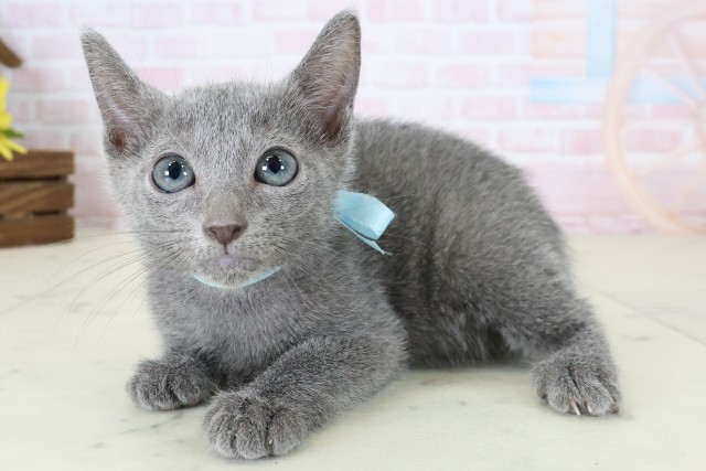 千葉県のロシアンブルー (Coo&RIKU八街店/2026年6月13日生まれ/男の子/ブルー)の子猫の3枚目の画像
