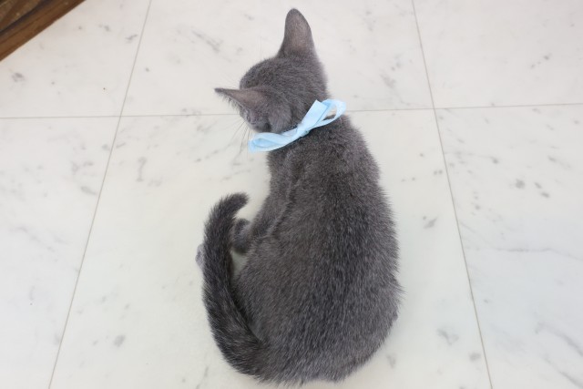 千葉県のロシアンブルー (Coo&RIKU八街店/2026年6月13日生まれ/男の子/ブルー)の子猫の4枚目の画像
