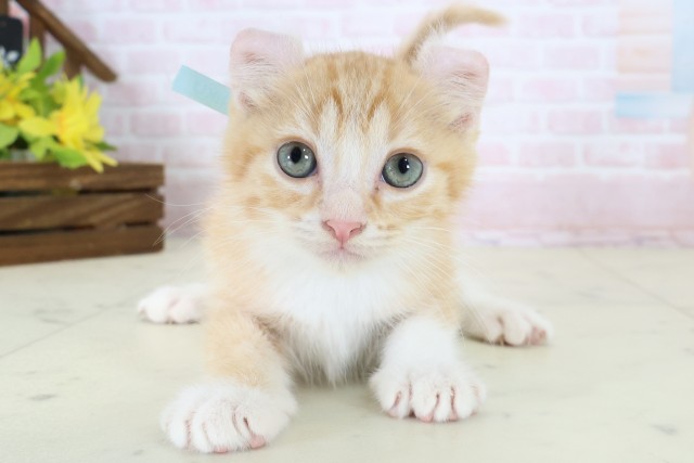 千葉県のアメリカンカール (Coo&RIKU八街店/2026年6月17日生まれ/男の子/レッドタビーホワイト)の子猫の1枚目の画像