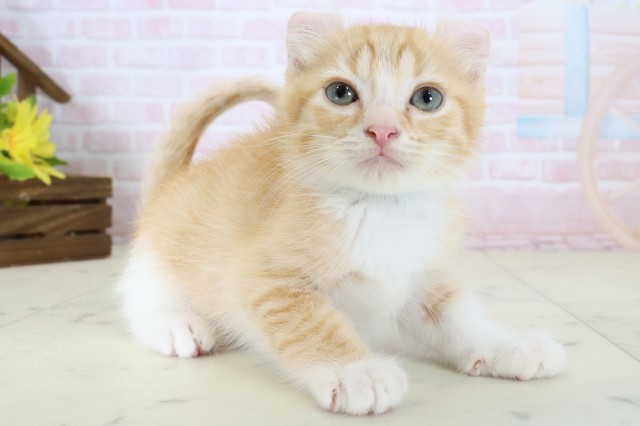 千葉県のアメリカンカール (Coo&RIKU八街店/2026年6月17日生まれ/男の子/レッドタビーホワイト)の子猫の2枚目の画像