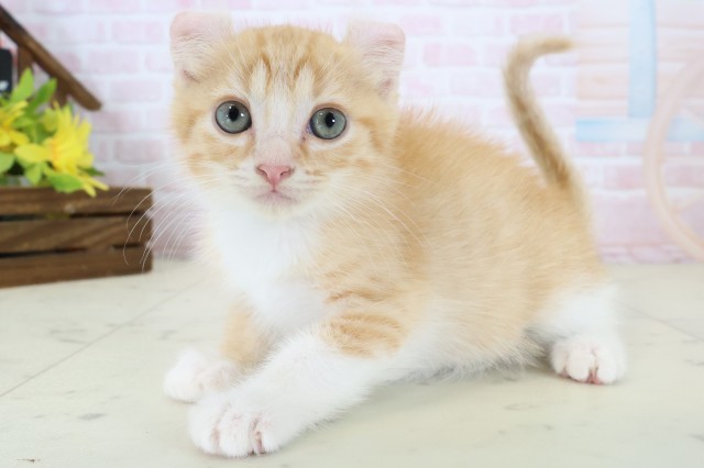 千葉県のアメリカンカール (Coo&RIKU八街店/2026年6月17日生まれ/男の子/レッドタビーホワイト)の子猫の3枚目の画像