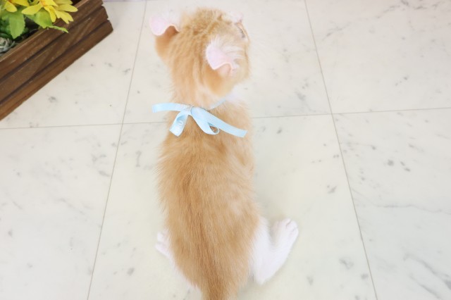 千葉県のアメリカンカール (Coo&RIKU八街店/2026年6月17日生まれ/男の子/レッドタビーホワイト)の子猫の4枚目の画像