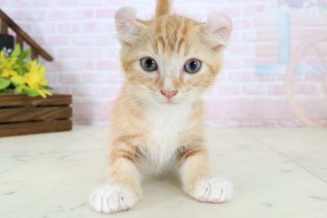 福岡県のアメリカンカール (Coo&RIKU小倉店/2026年6月17日生まれ/男の子/レッドタビーホワイト)の子猫の1枚目の画像