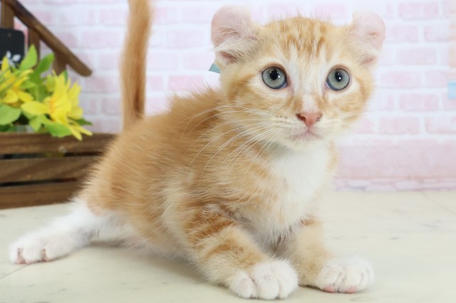 福岡県のアメリカンカール (Coo&RIKU小倉店/2026年6月17日生まれ/男の子/レッドタビーホワイト)の子猫の2枚目の画像