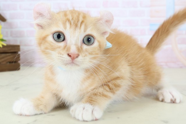 福岡県のアメリカンカール (Coo&RIKU小倉店/2026年6月17日生まれ/男の子/レッドタビーホワイト)の子猫の3枚目の画像