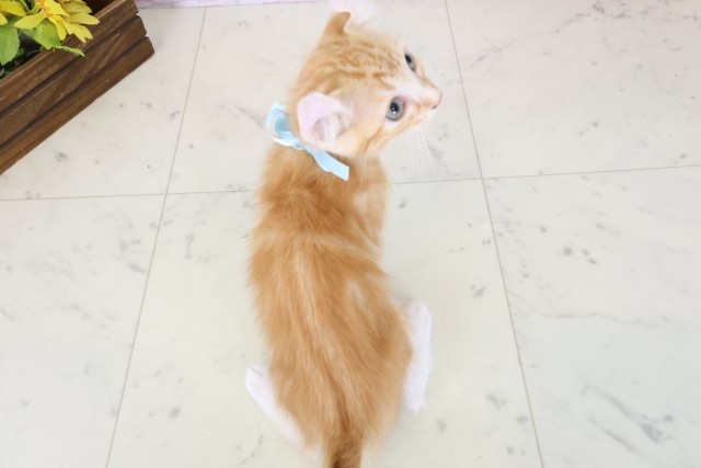 福岡県のアメリカンカール (Coo&RIKU小倉店/2026年6月17日生まれ/男の子/レッドタビーホワイト)の子猫の4枚目の画像