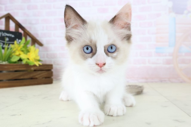 千葉県のラグドール (Coo&RIKU八街店/2026年6月18日生まれ/女の子/シールポイントバイカラー)の子猫の1枚目の画像