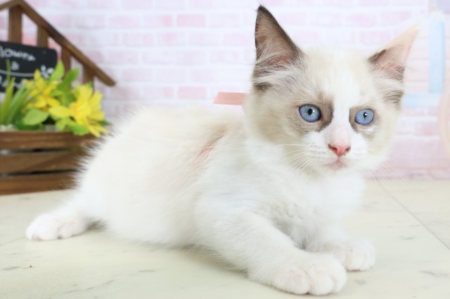 千葉県のラグドール (Coo&RIKU八街店/2026年6月18日生まれ/女の子/シールポイントバイカラー)の子猫の2枚目の画像