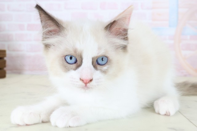 千葉県のラグドール (Coo&RIKU八街店/2026年6月18日生まれ/女の子/シールポイントバイカラー)の子猫の3枚目の画像