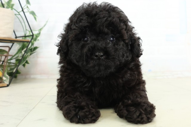千葉県のトイプードル(トイ) (Coo&RIKU東船橋店/2026年6月27日生まれ/男の子/ブラック)の子犬の1枚目の画像