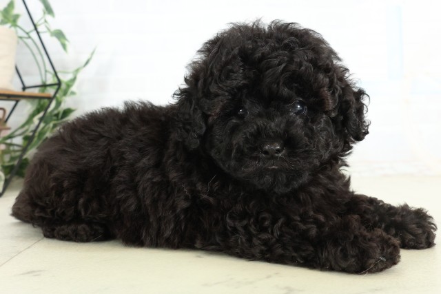 千葉県のトイプードル(トイ) (Coo&RIKU東船橋店/2026年6月27日生まれ/男の子/ブラック)の子犬の2枚目の画像