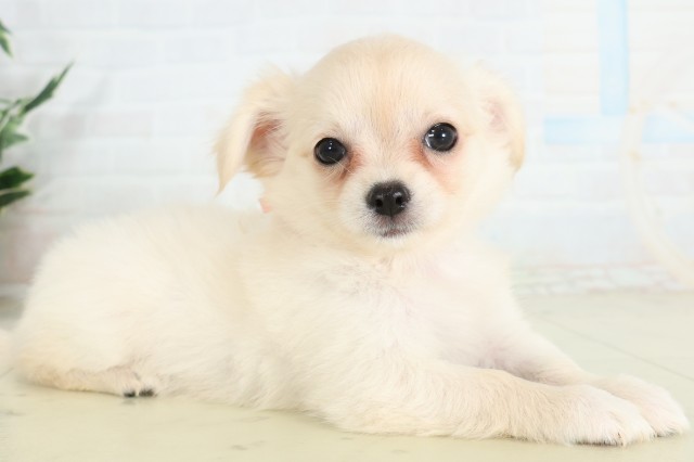 岡山県のチワワ(ロング) (Coo&RIKU岡山店/2026年6月25日生まれ/女の子/ホワイトクリーム)の子犬の2枚目の画像