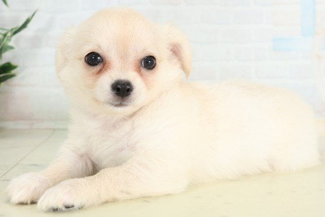 岡山県のチワワ(ロング) (Coo&RIKU岡山店/2026年6月25日生まれ/女の子/ホワイトクリーム)の子犬の3枚目の画像