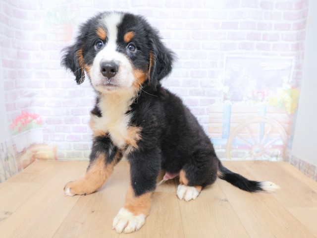 栃木県のバーニーズマウンテンドッグ (Coo&RIKU小山店/2026年6月22日生まれ/男の子/ブラックラストホワイト)の子犬の2枚目の画像