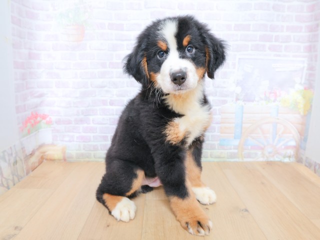 栃木県のバーニーズマウンテンドッグ (Coo&RIKU小山店/2026年6月22日生まれ/男の子/ブラックラストホワイト)の子犬の3枚目の画像