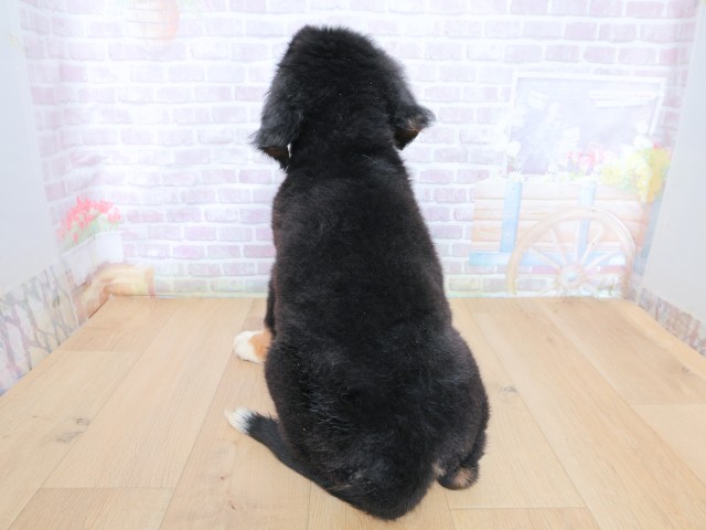 栃木県のバーニーズマウンテンドッグ (Coo&RIKU小山店/2026年6月22日生まれ/男の子/ブラックラストホワイト)の子犬の4枚目の画像