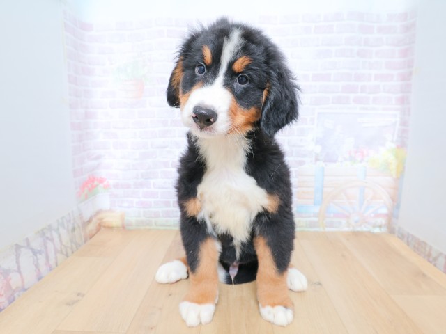 福島県のバーニーズマウンテンドッグ (Coo&RIKUいわき店/2026年6月22日生まれ/男の子/ブラックラストホワイト)の子犬の1枚目の画像